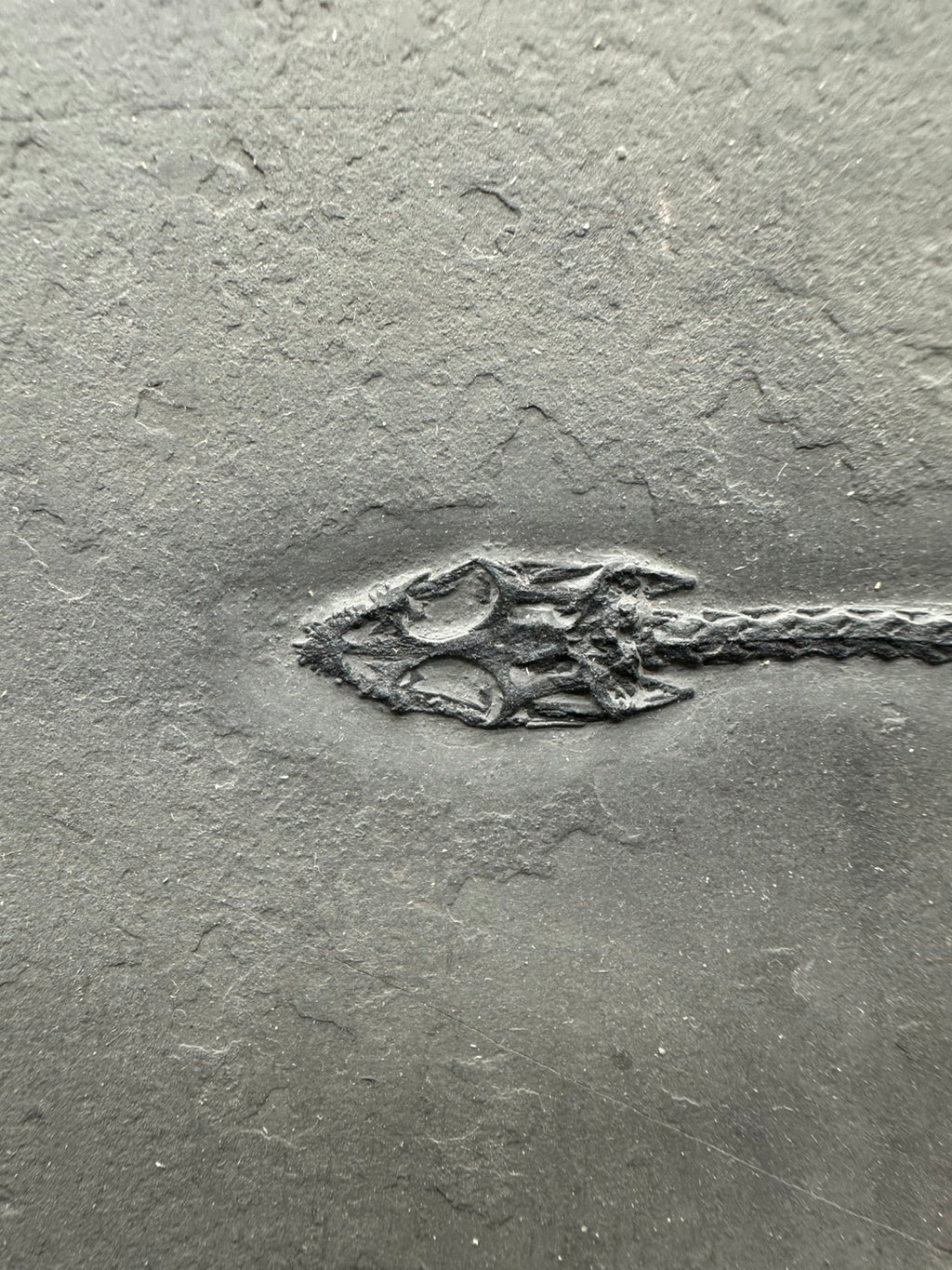 31 CM – Keichousaurus Fossil on Original Matrix