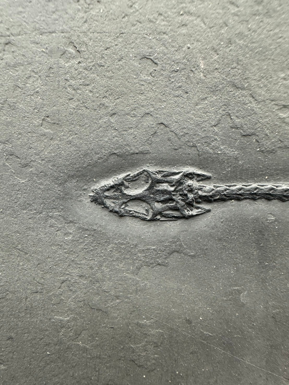 31 CM – Keichousaurus Fossil on Original Matrix