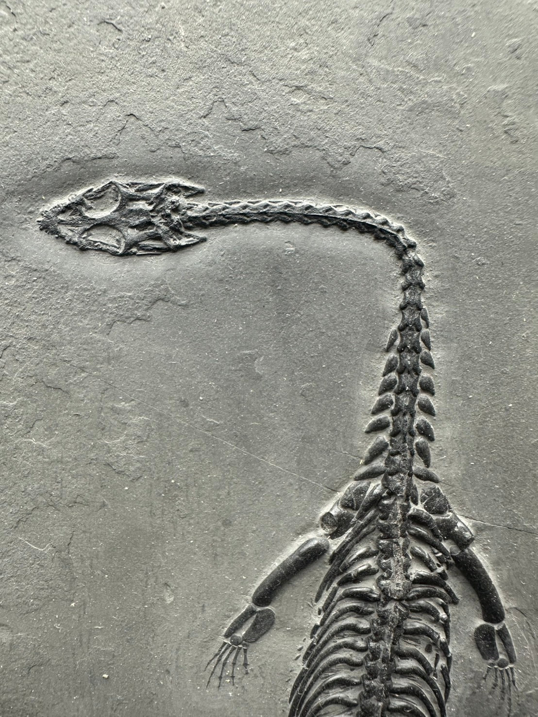 31 CM – Keichousaurus Fossil on Original Matrix