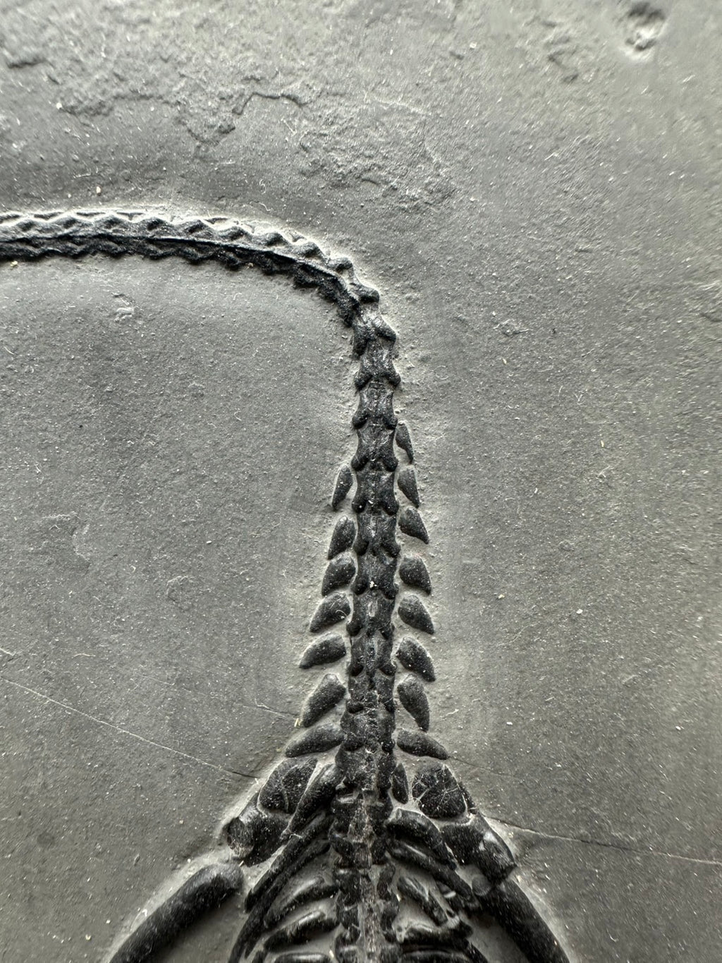 31 CM – Keichousaurus Fossil on Original Matrix