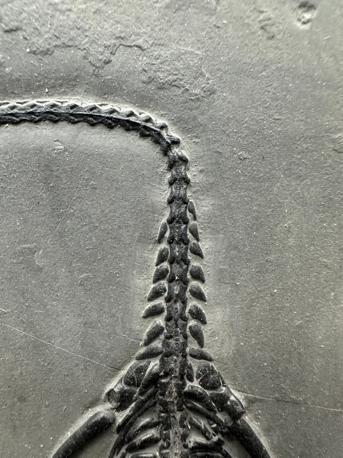 31 CM – Keichousaurus Fossil on Original Matrix
