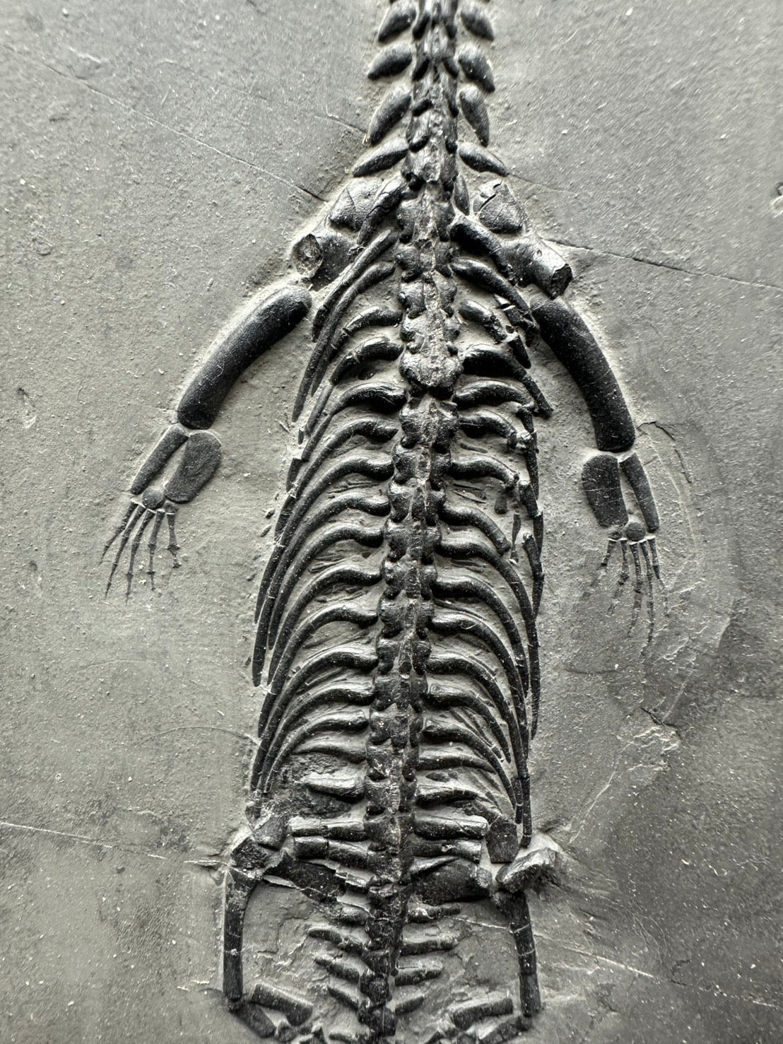 31 CM – Keichousaurus Fossil on Original Matrix