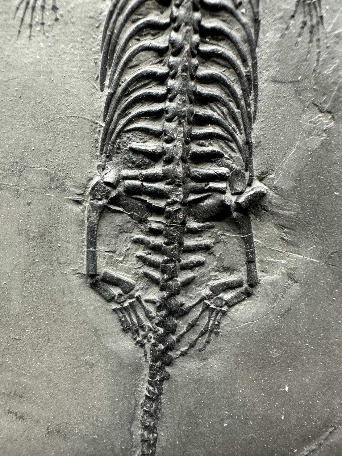 31 CM – Keichousaurus Fossil on Original Matrix