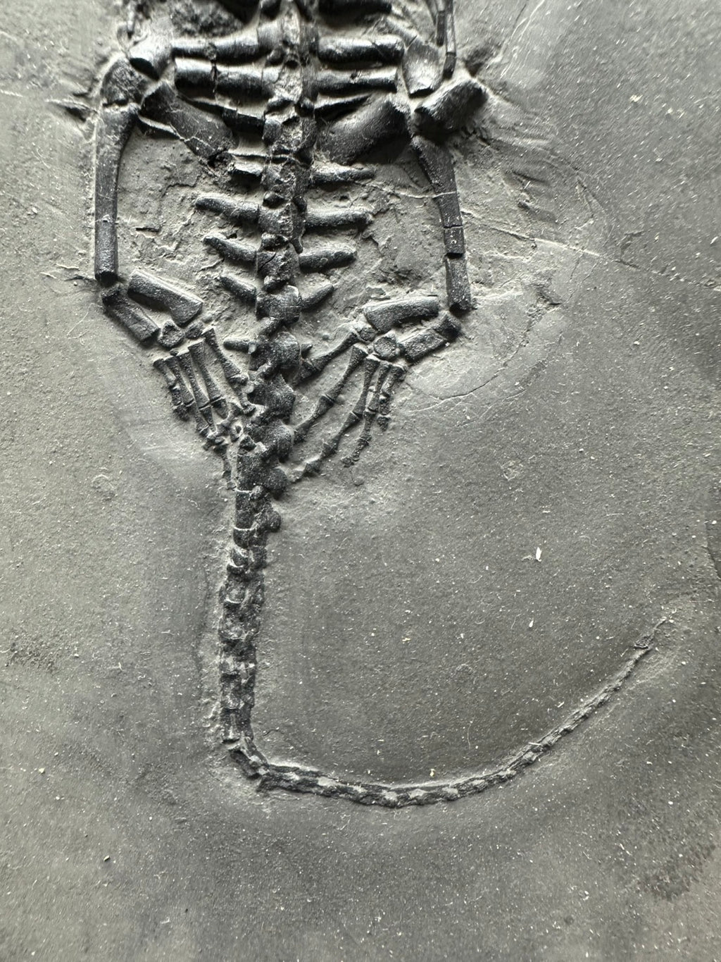 31 CM – Keichousaurus Fossil on Original Matrix