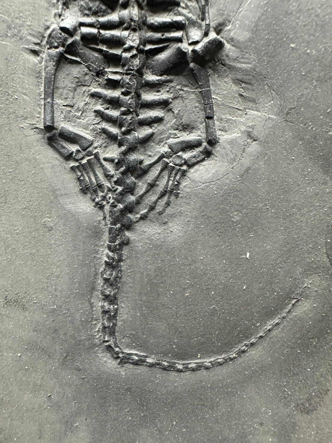 31 CM – Keichousaurus Fossil on Original Matrix