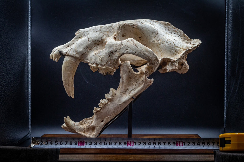 Machairodus Skull Fossil – Pleistocene Apex Predator