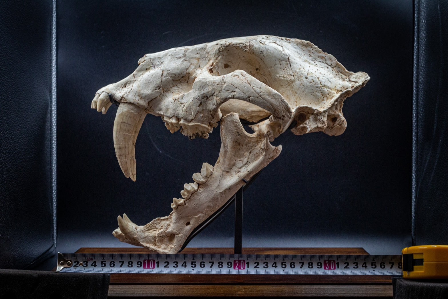 Machairodus Skull Fossil – Pleistocene Apex Predator