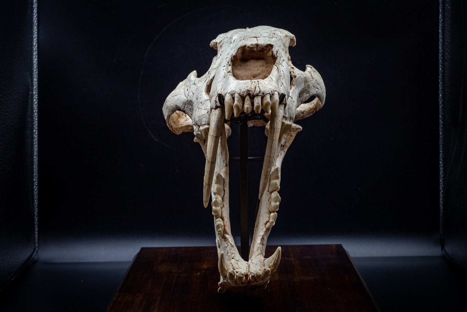 Machairodus Skull Fossil – Pleistocene Apex Predator