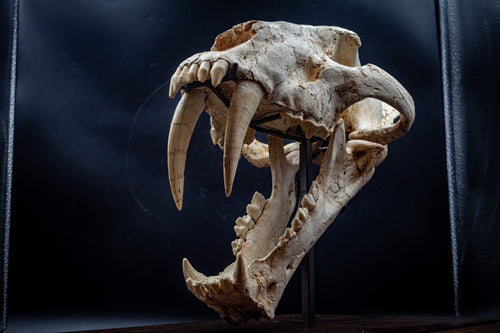 Machairodus Skull Fossil – Pleistocene Apex Predator