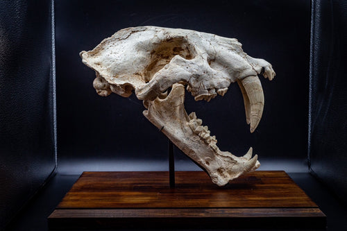 Machairodus Skull Fossil – Pleistocene Apex Predator
