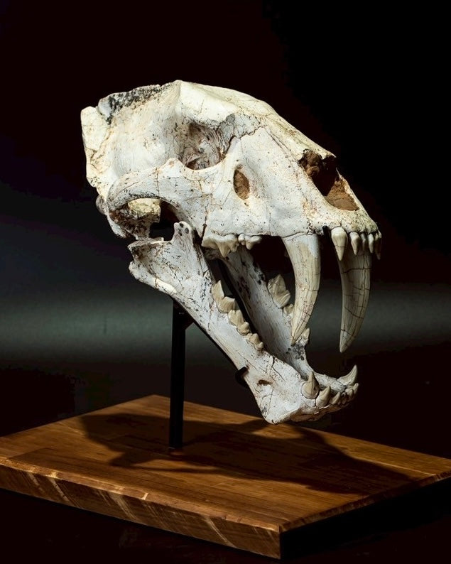 Machairodus Skull Fossil – Saber-toothed Cat of the Pleistocene (38 cm)