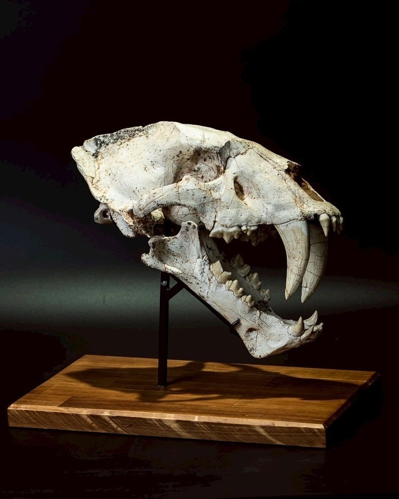 Machairodus Skull Fossil – Saber-toothed Cat of the Pleistocene (38 cm)