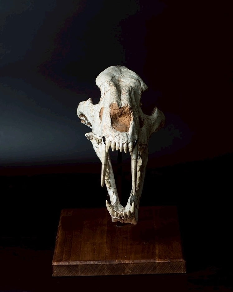 Machairodus Skull Fossil – Saber-toothed Cat of the Pleistocene (38 cm)