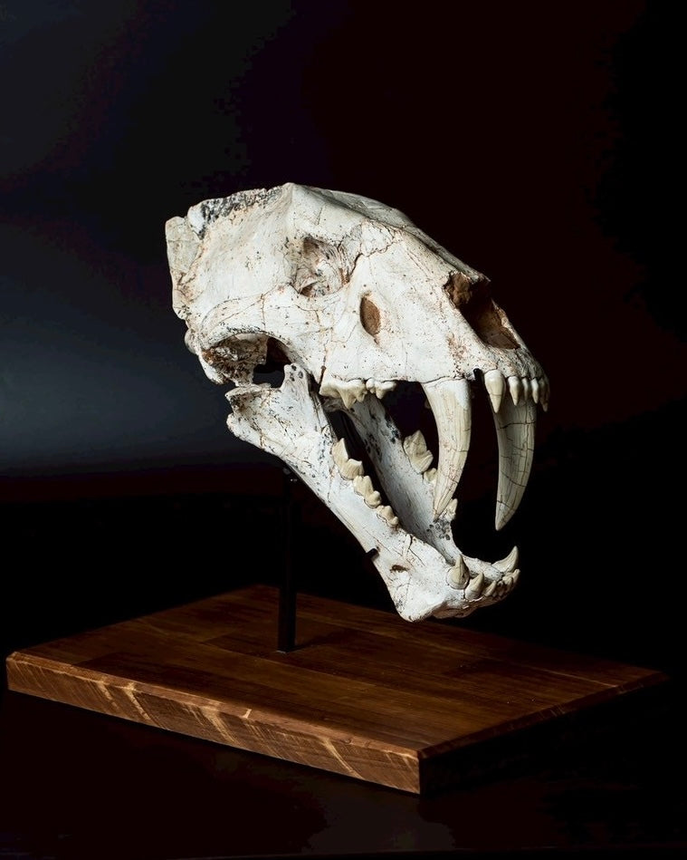 Machairodus Skull Fossil – Saber-toothed Cat of the Pleistocene (38 cm)