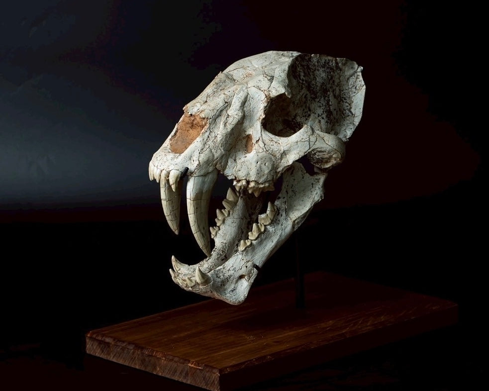 Machairodus Skull Fossil – Saber-toothed Cat of the Pleistocene (38 cm)
