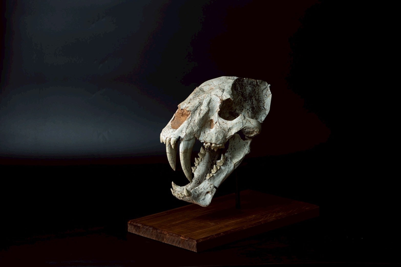 Machairodus Skull Fossil – Saber-toothed Cat of the Pleistocene (38 cm)