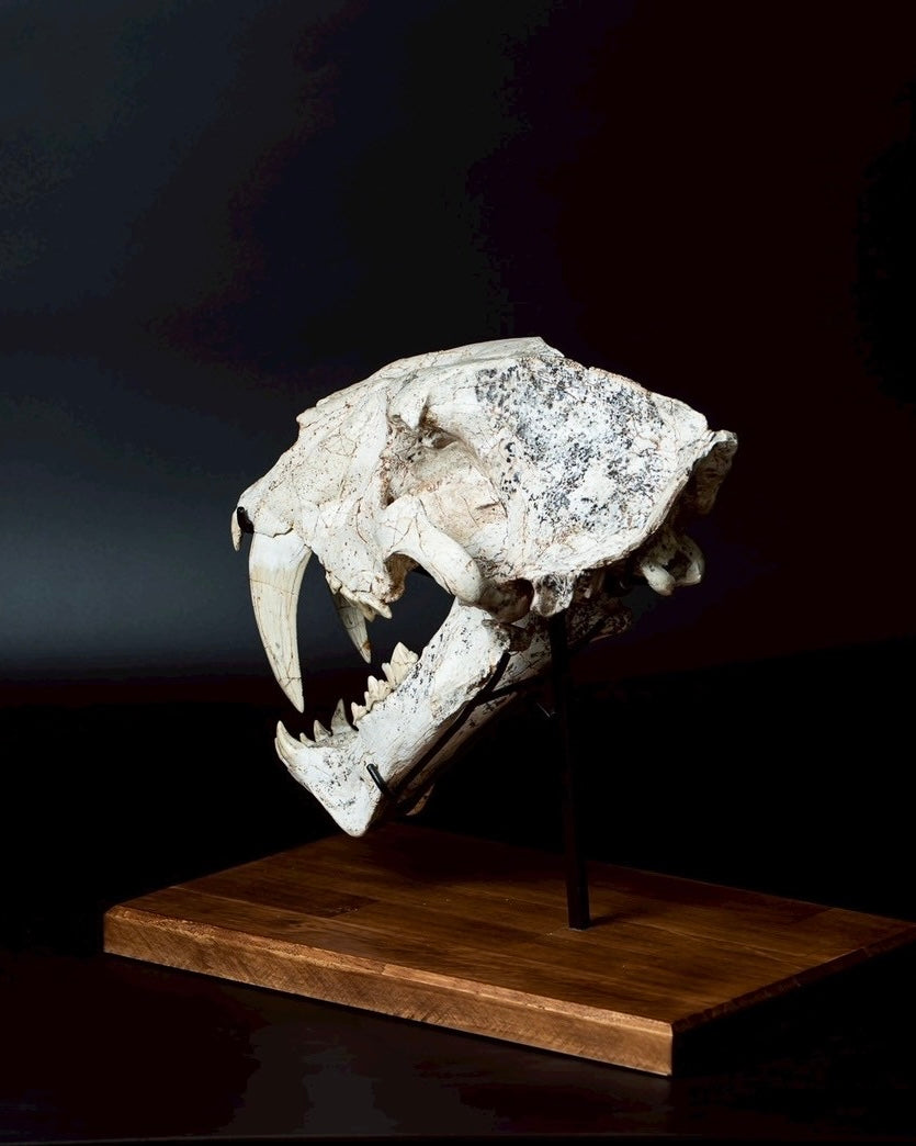 Machairodus Skull Fossil – Saber-toothed Cat of the Pleistocene (38 cm)