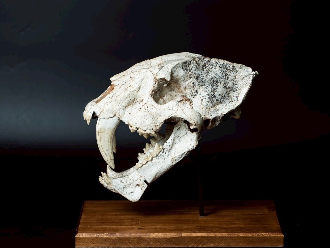Machairodus Skull Fossil – Saber-toothed Cat of the Pleistocene (38 cm)