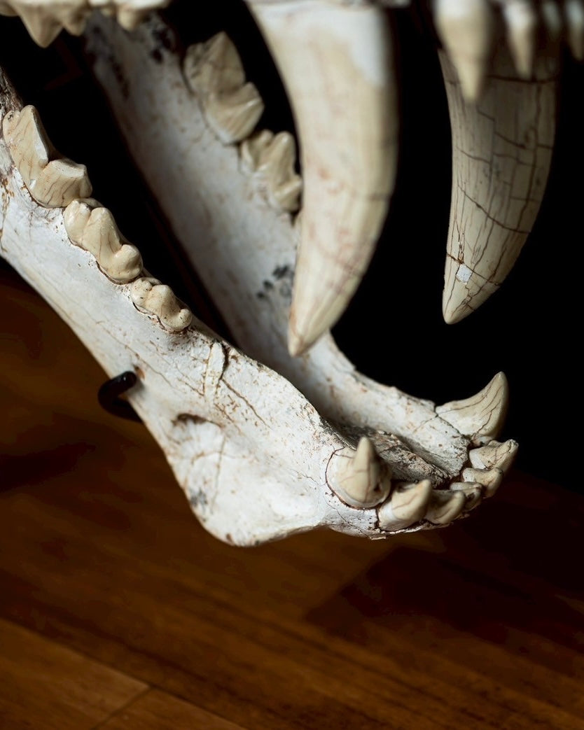 Machairodus Skull Fossil – Saber-toothed Cat of the Pleistocene (38 cm)