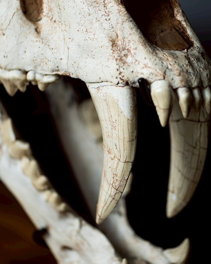 Machairodus Skull Fossil – Saber-toothed Cat of the Pleistocene (38 cm)