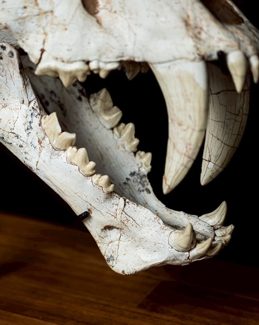 Machairodus Skull Fossil – Saber-toothed Cat of the Pleistocene (38 cm)