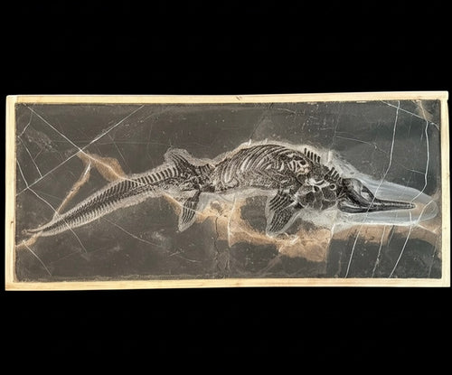 124CM - Mixosaurus Fossil | Complete Triassic Marine Reptile