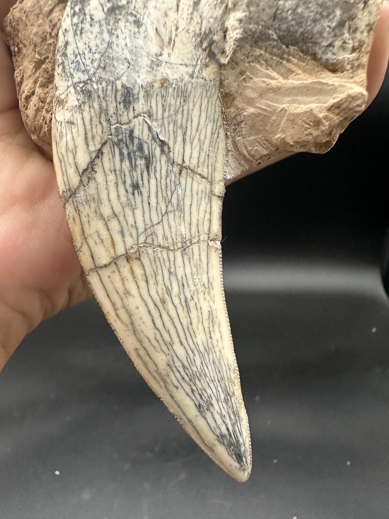 22CM - Saber-toothed Cat Maxilla with Tooth in Matrix