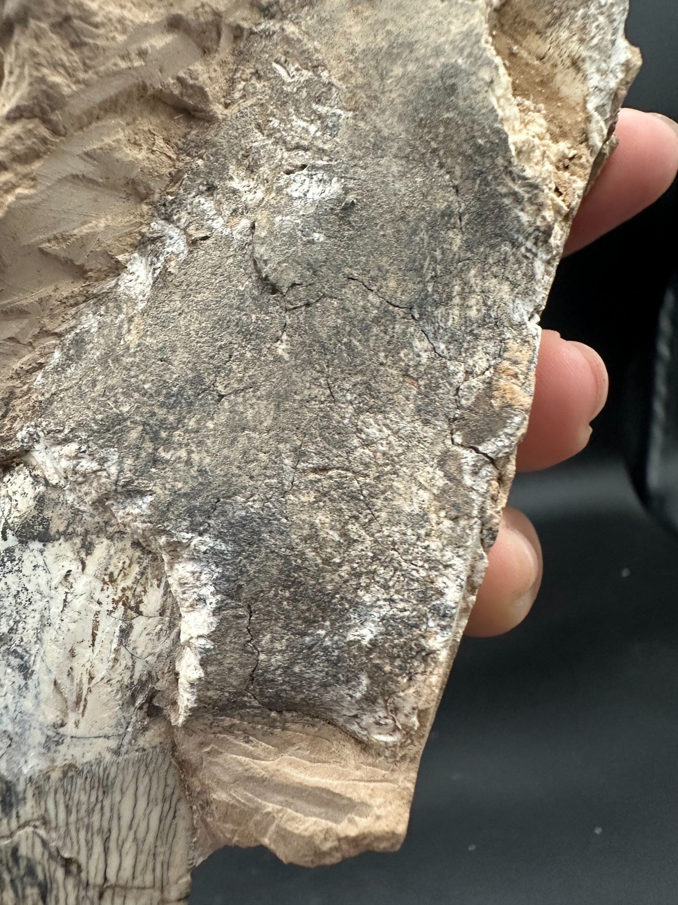 22CM - Saber-toothed Cat Maxilla with Tooth in Matrix