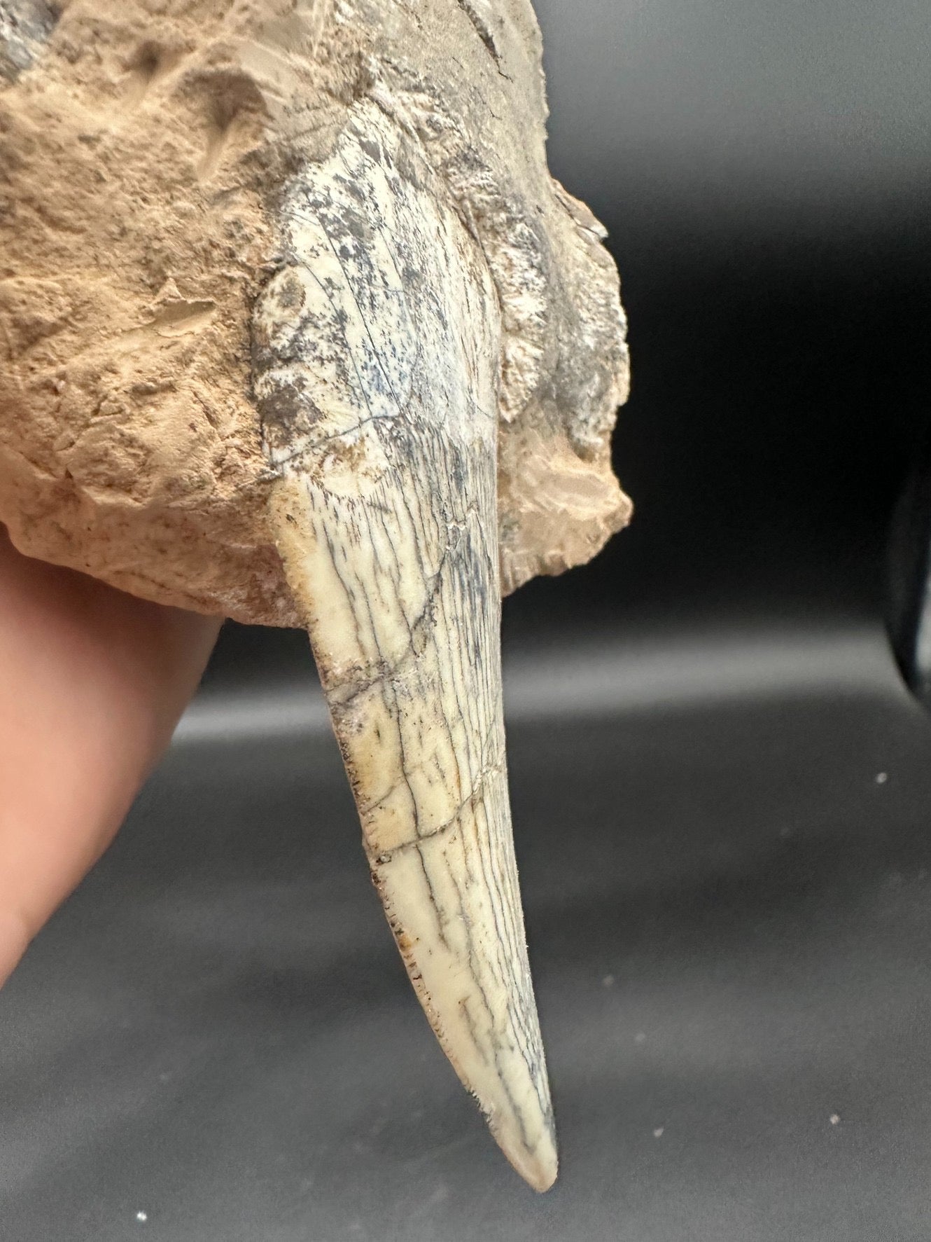 22CM - Saber-toothed Cat Maxilla with Tooth in Matrix