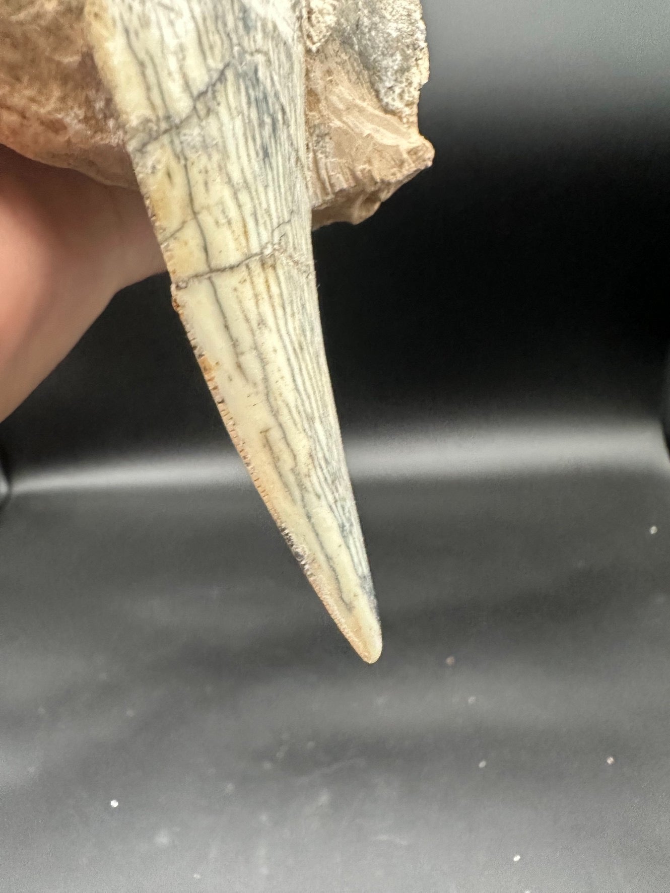 22CM - Saber-toothed Cat Maxilla with Tooth in Matrix