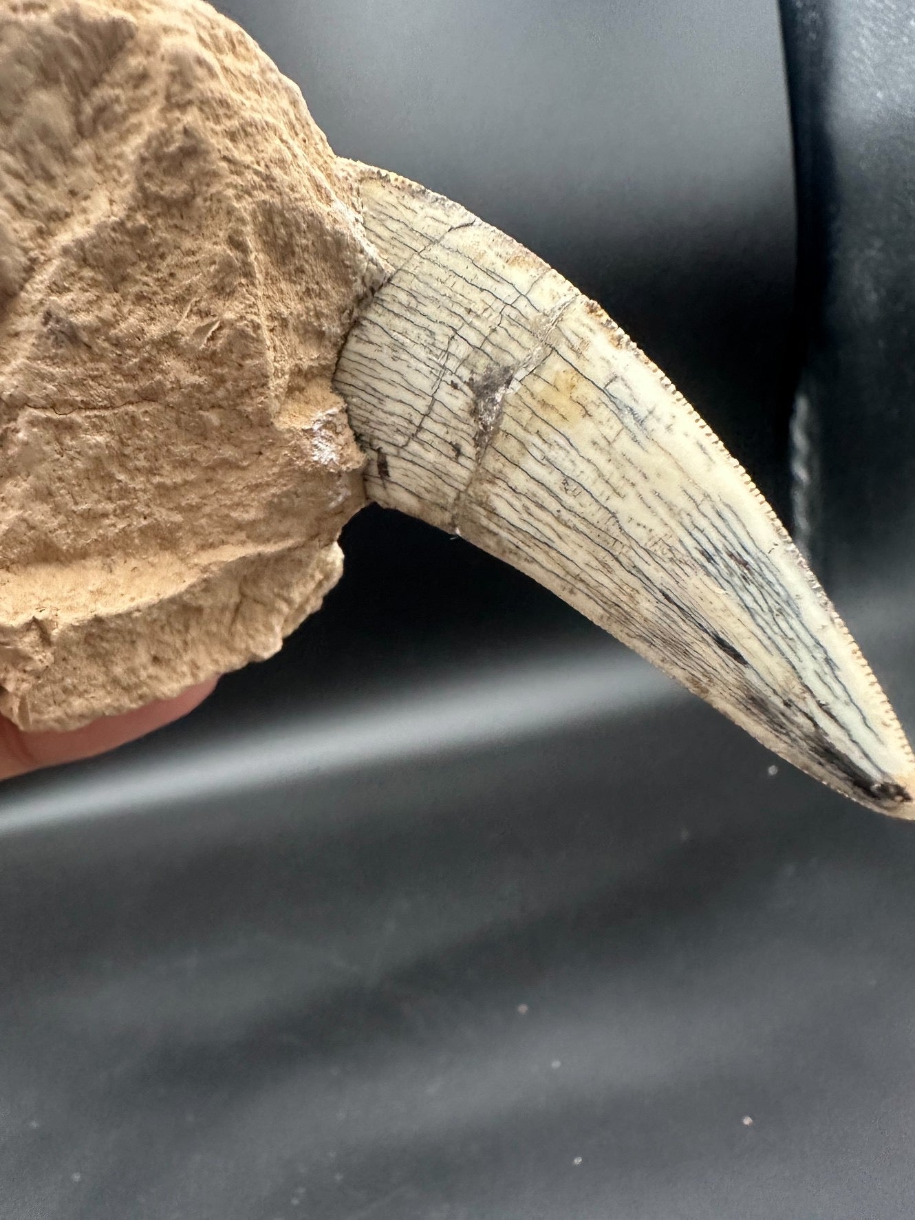 22CM - Saber-toothed Cat Maxilla with Tooth in Matrix