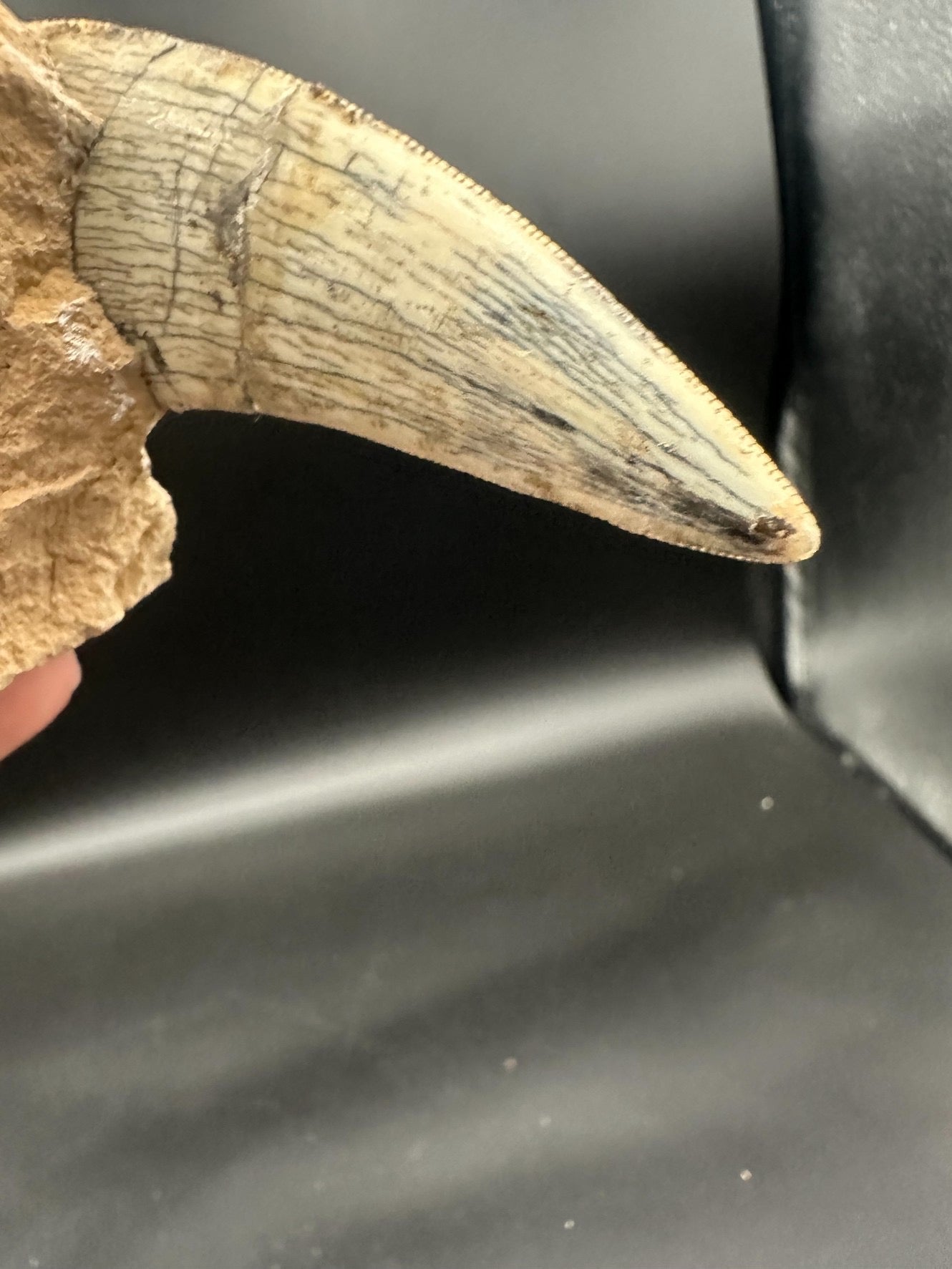22CM - Saber-toothed Cat Maxilla with Tooth in Matrix
