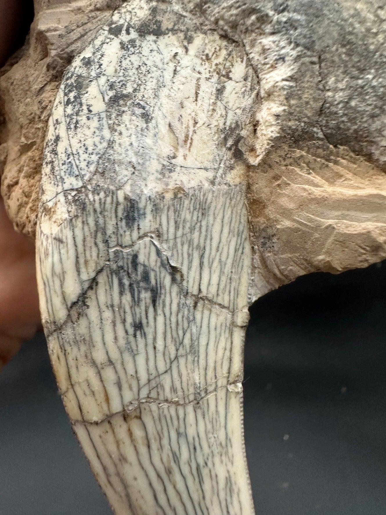 22CM - Saber-toothed Cat Maxilla with Tooth in Matrix