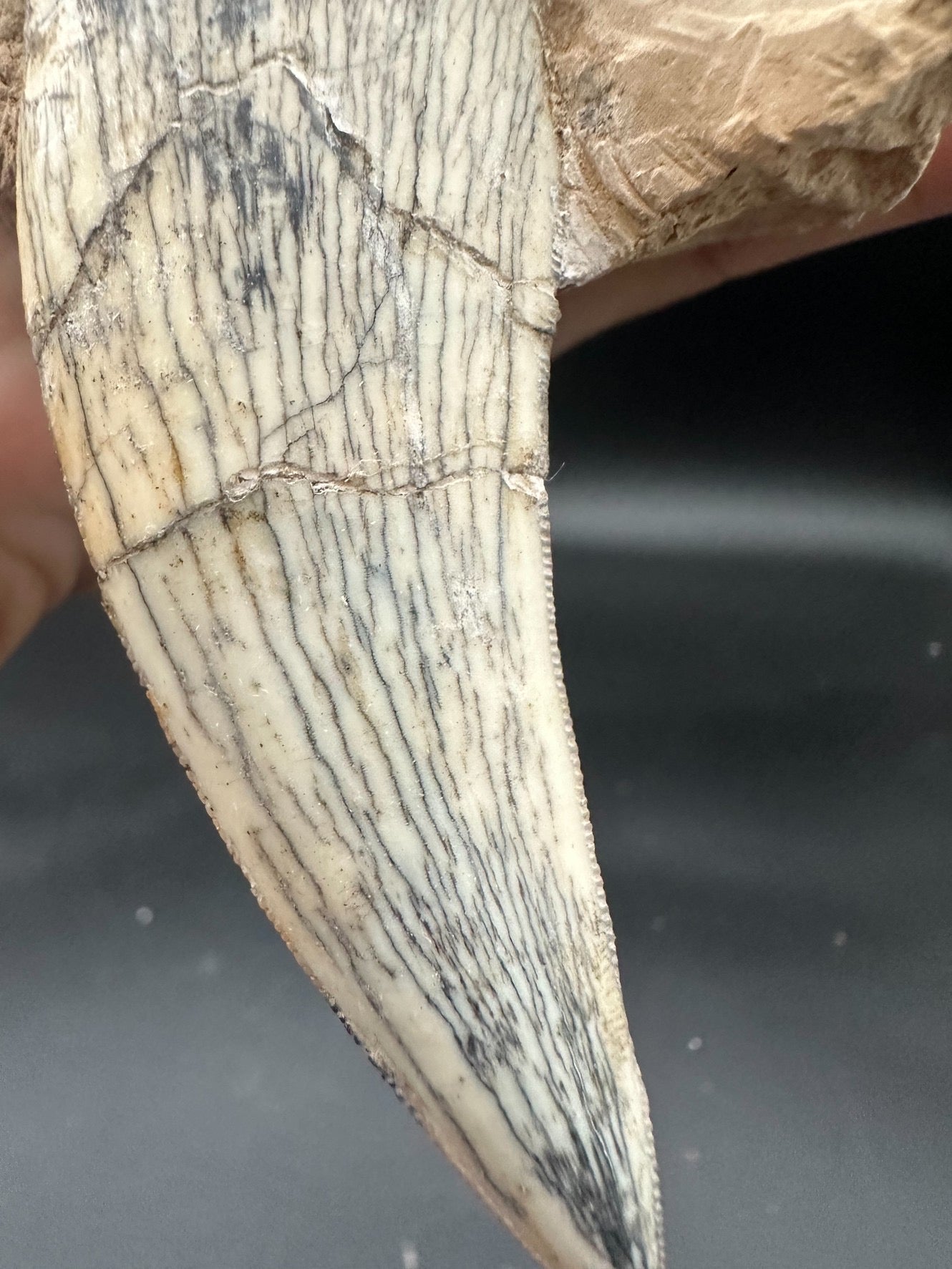 22CM - Saber-toothed Cat Maxilla with Tooth in Matrix