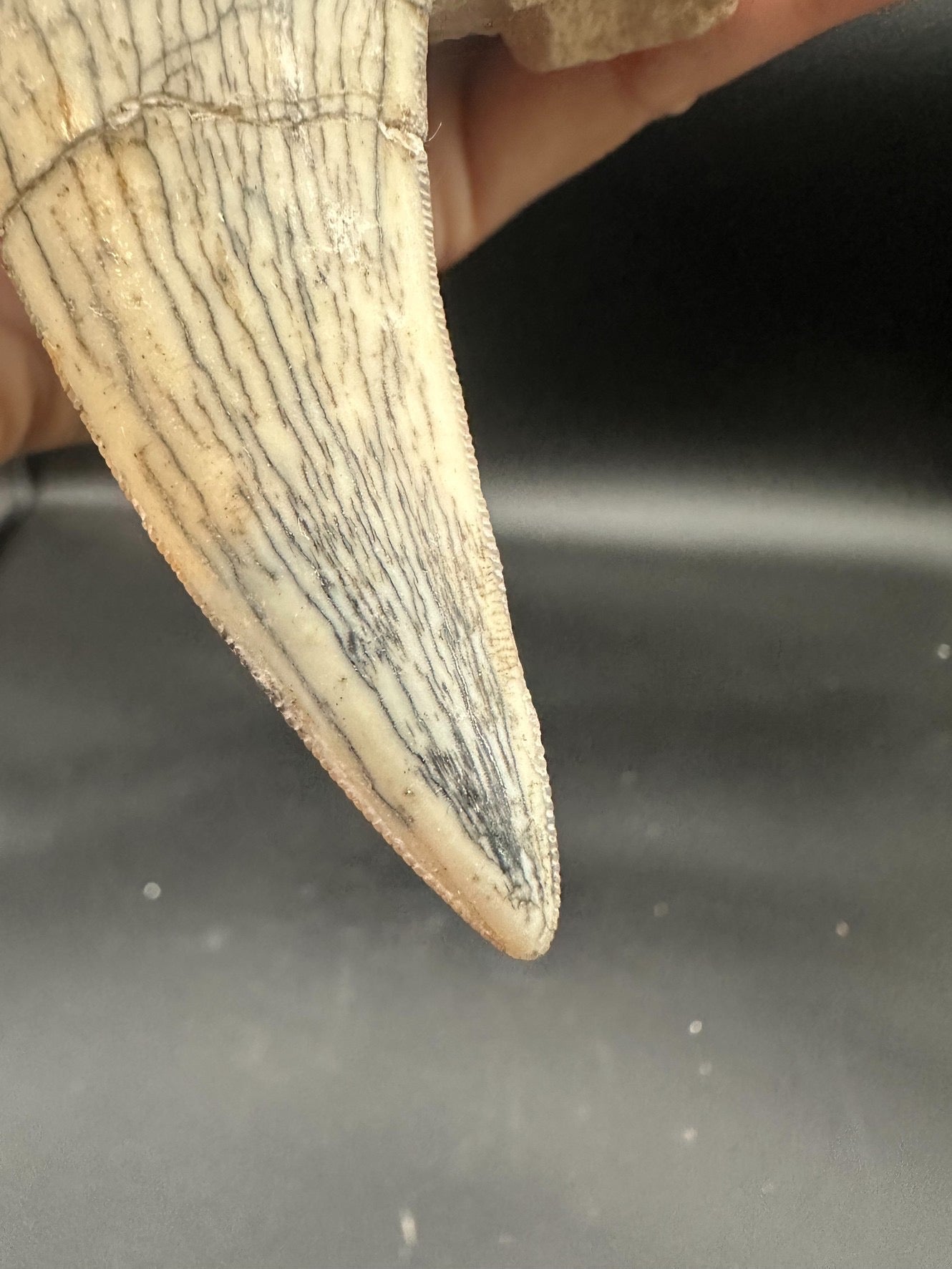 22CM - Saber-toothed Cat Maxilla with Tooth in Matrix