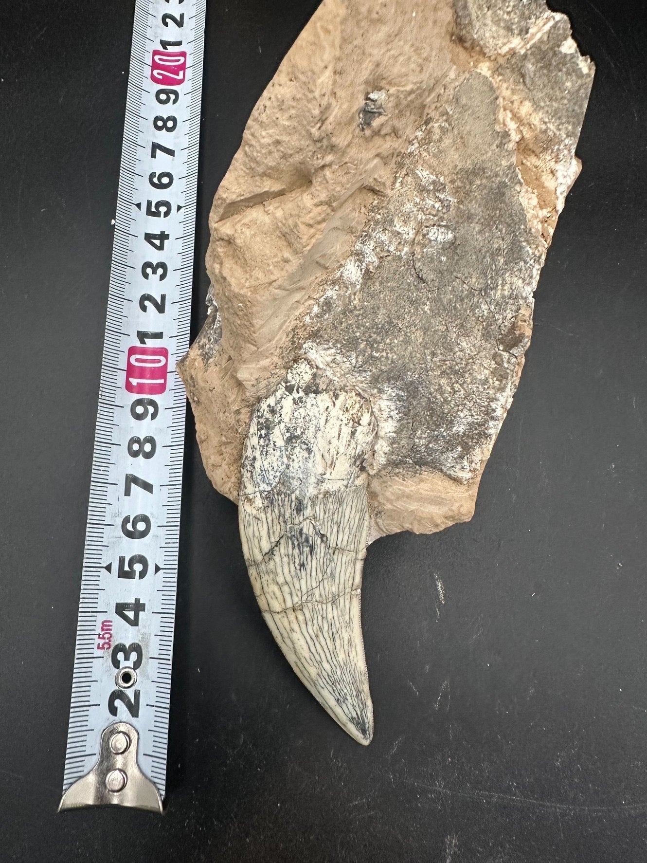 22CM - Saber-toothed Cat Maxilla with Tooth in Matrix