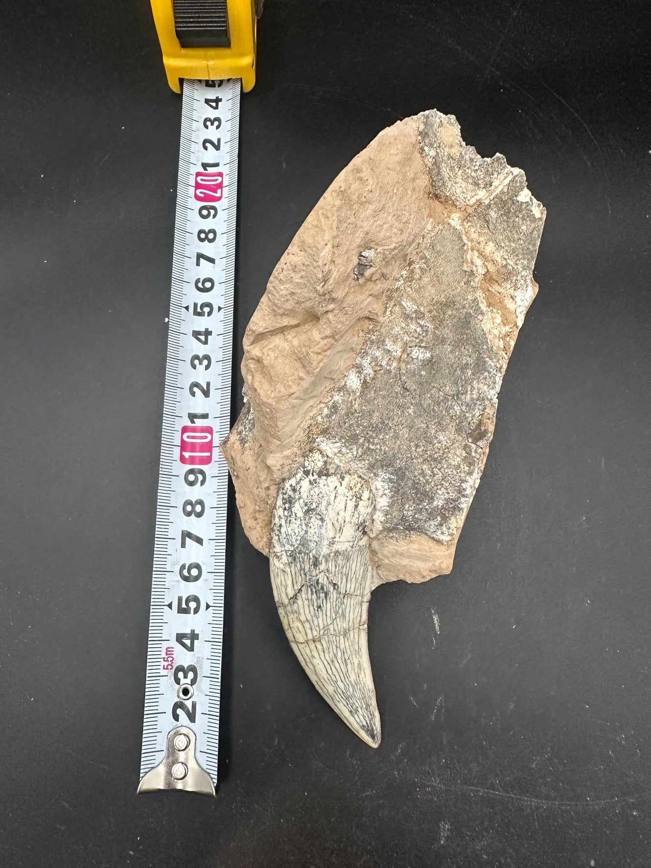 22CM - Saber-toothed Cat Maxilla with Tooth in Matrix