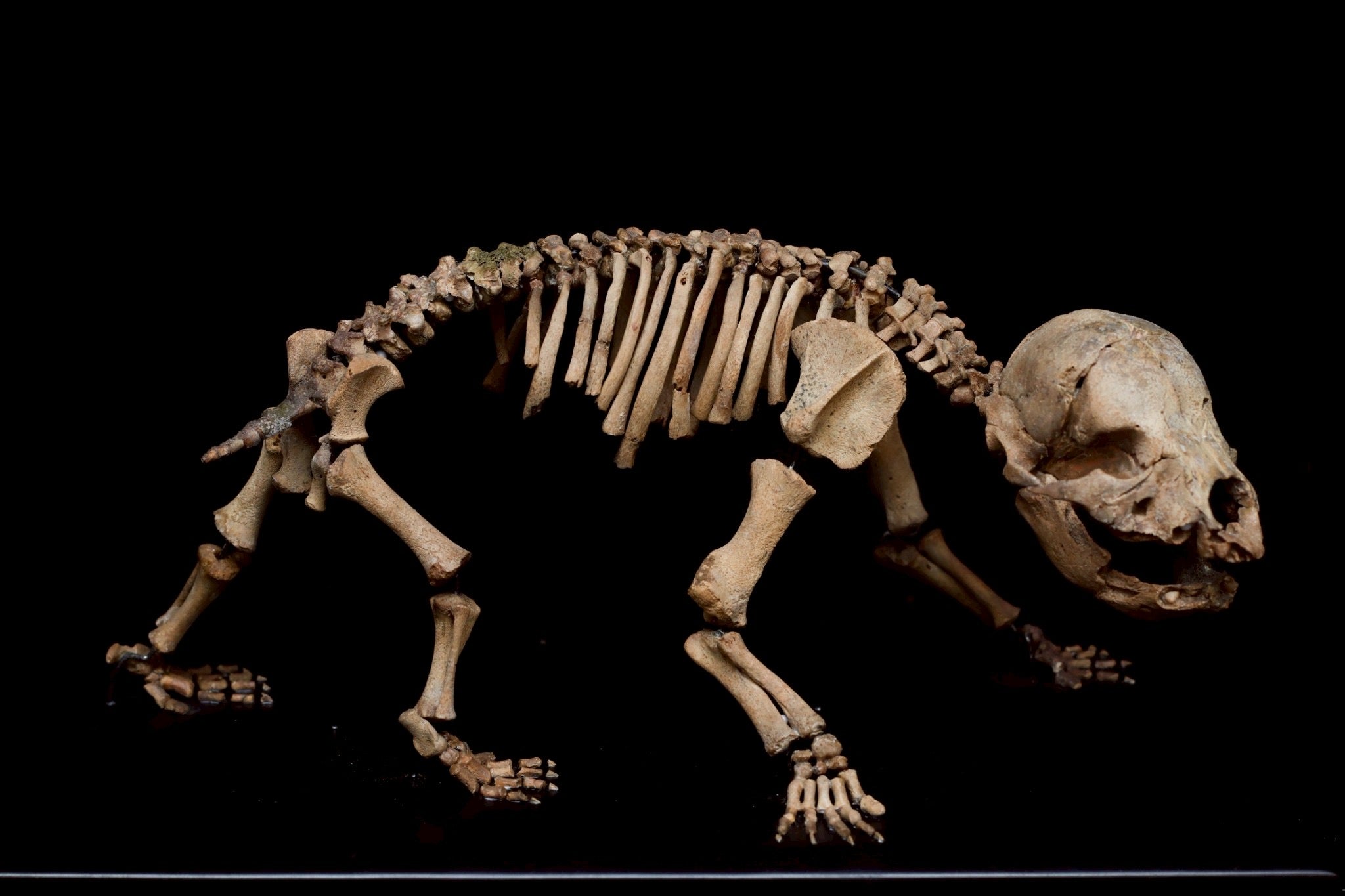 Cave Bear Cub Skeleton Fossil – Rare Ice Age Juvenile Specimen