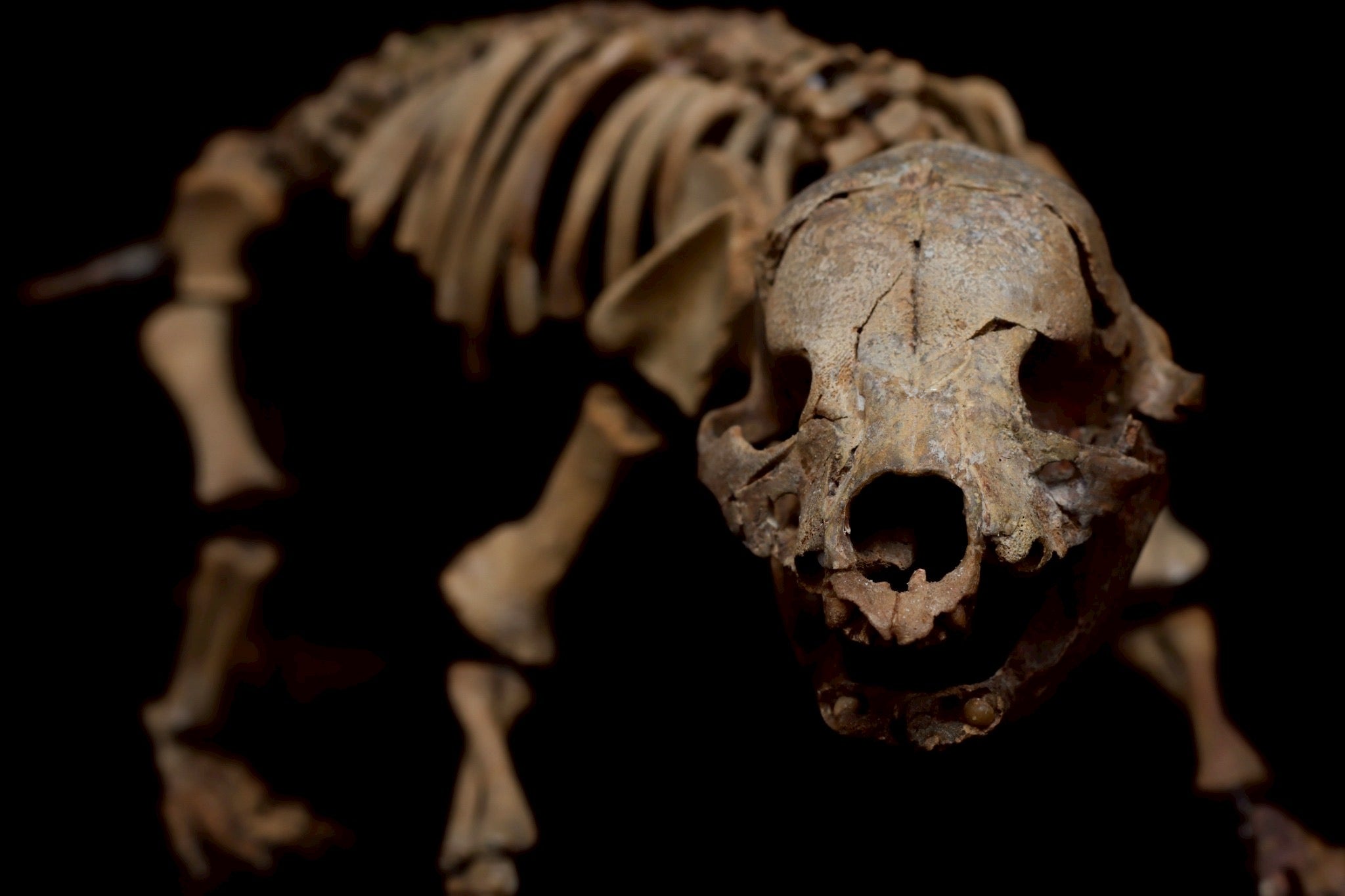 Cave Bear Cub Skeleton Fossil – Rare Ice Age Juvenile Specimen