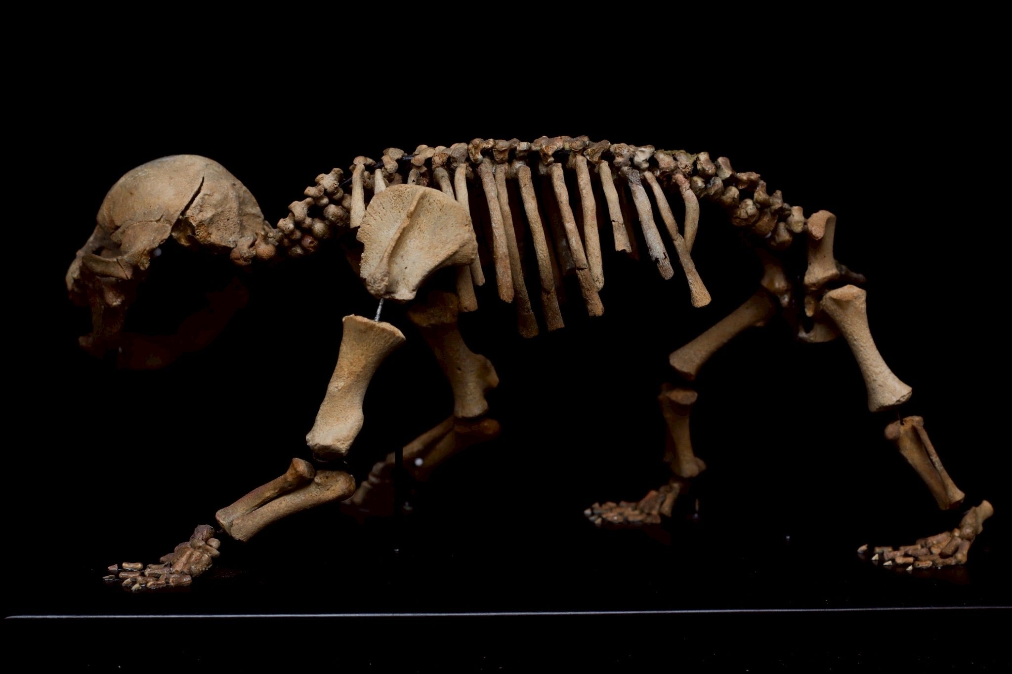 Cave Bear Cub Skeleton Fossil – Rare Ice Age Juvenile Specimen