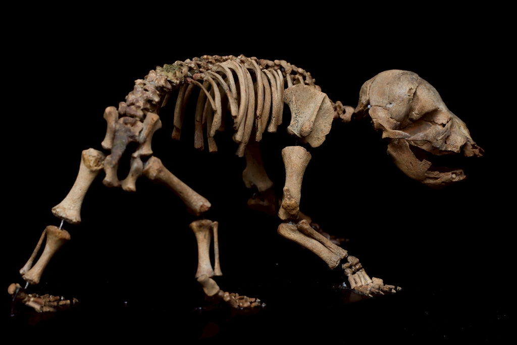 Cave Bear Cub Skeleton Fossil – Rare Ice Age Juvenile Specimen