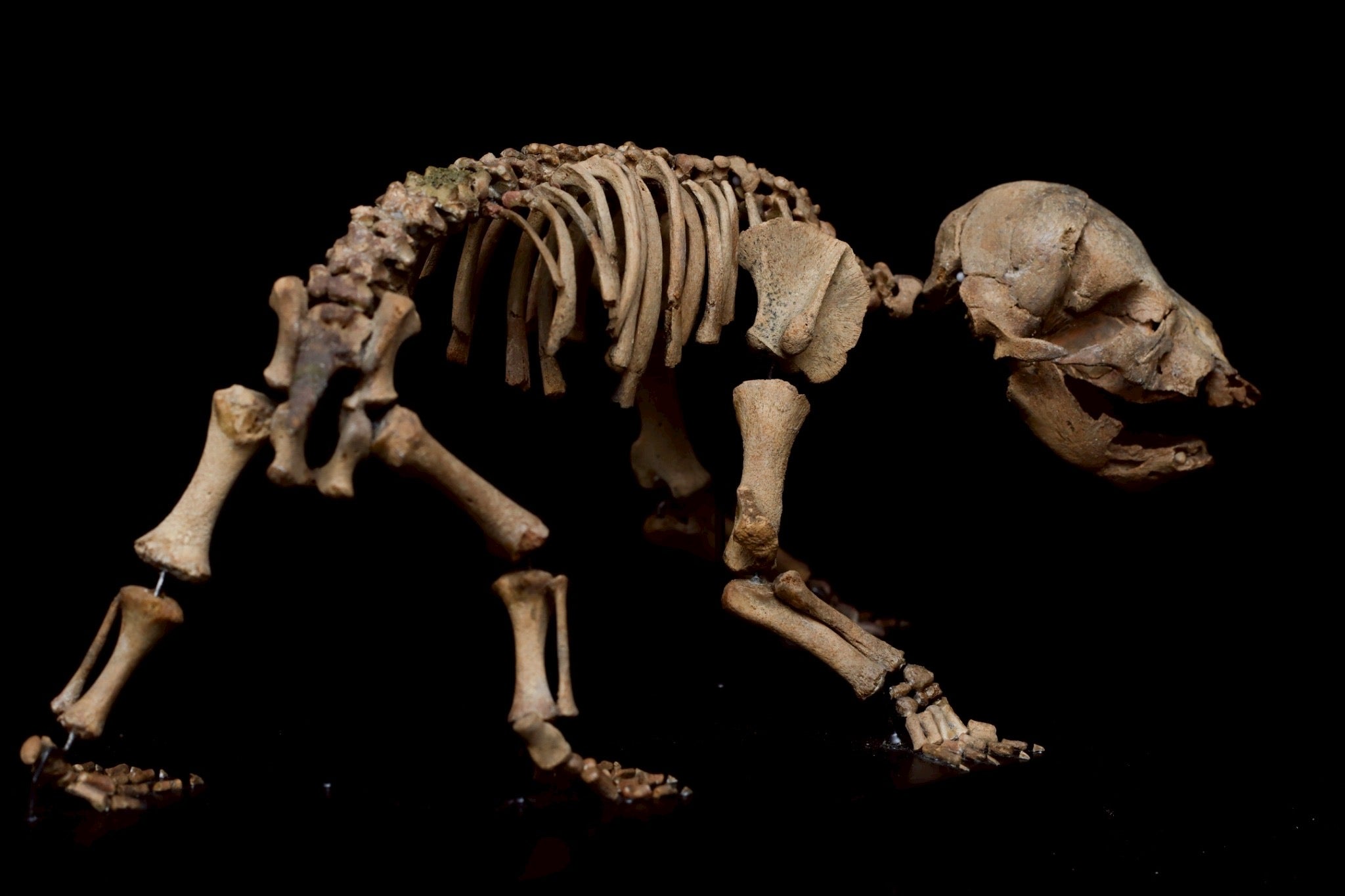 Cave Bear Cub Skeleton Fossil – Rare Ice Age Juvenile Specimen