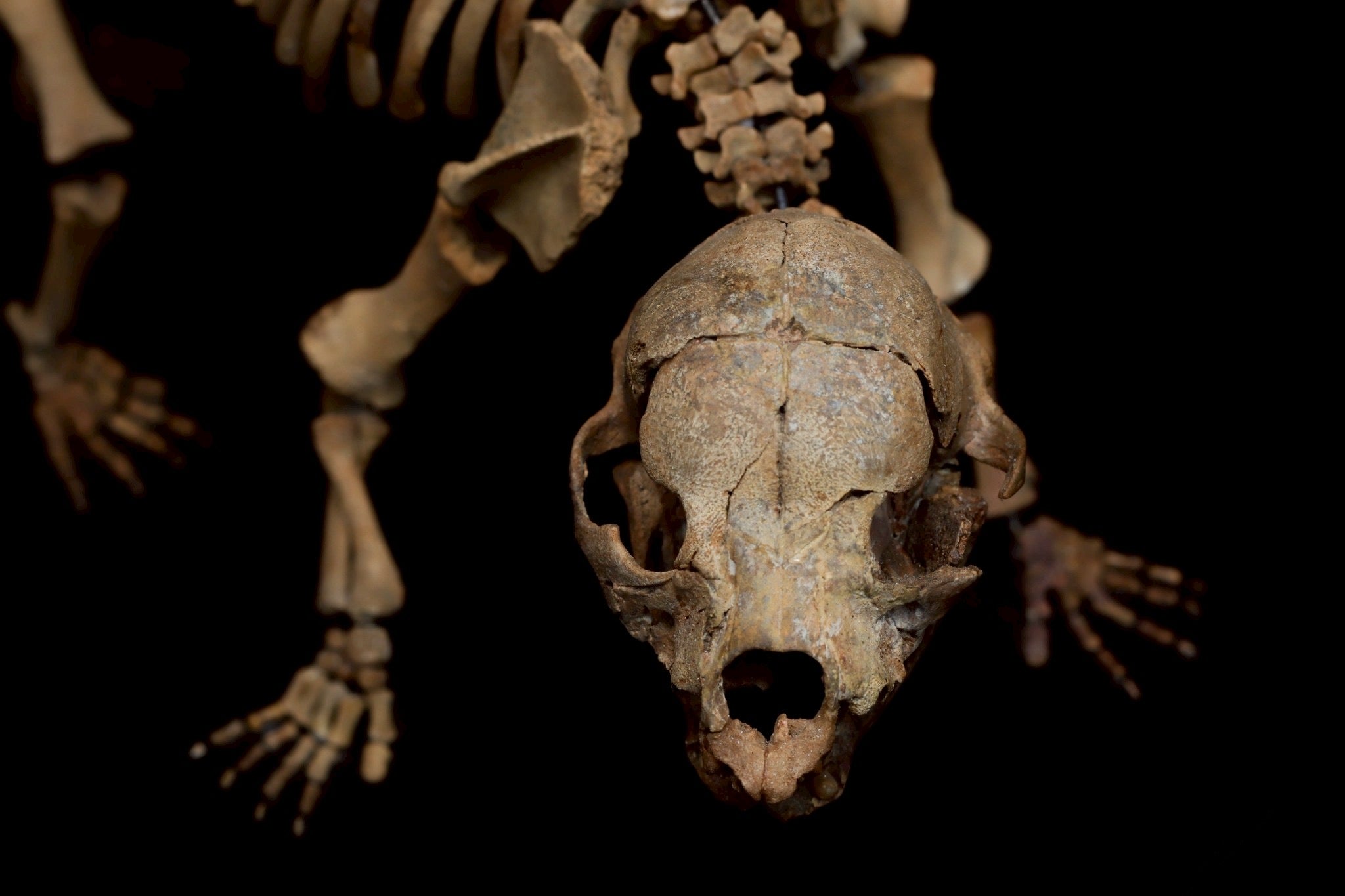 Cave Bear Cub Skeleton Fossil – Rare Ice Age Juvenile Specimen