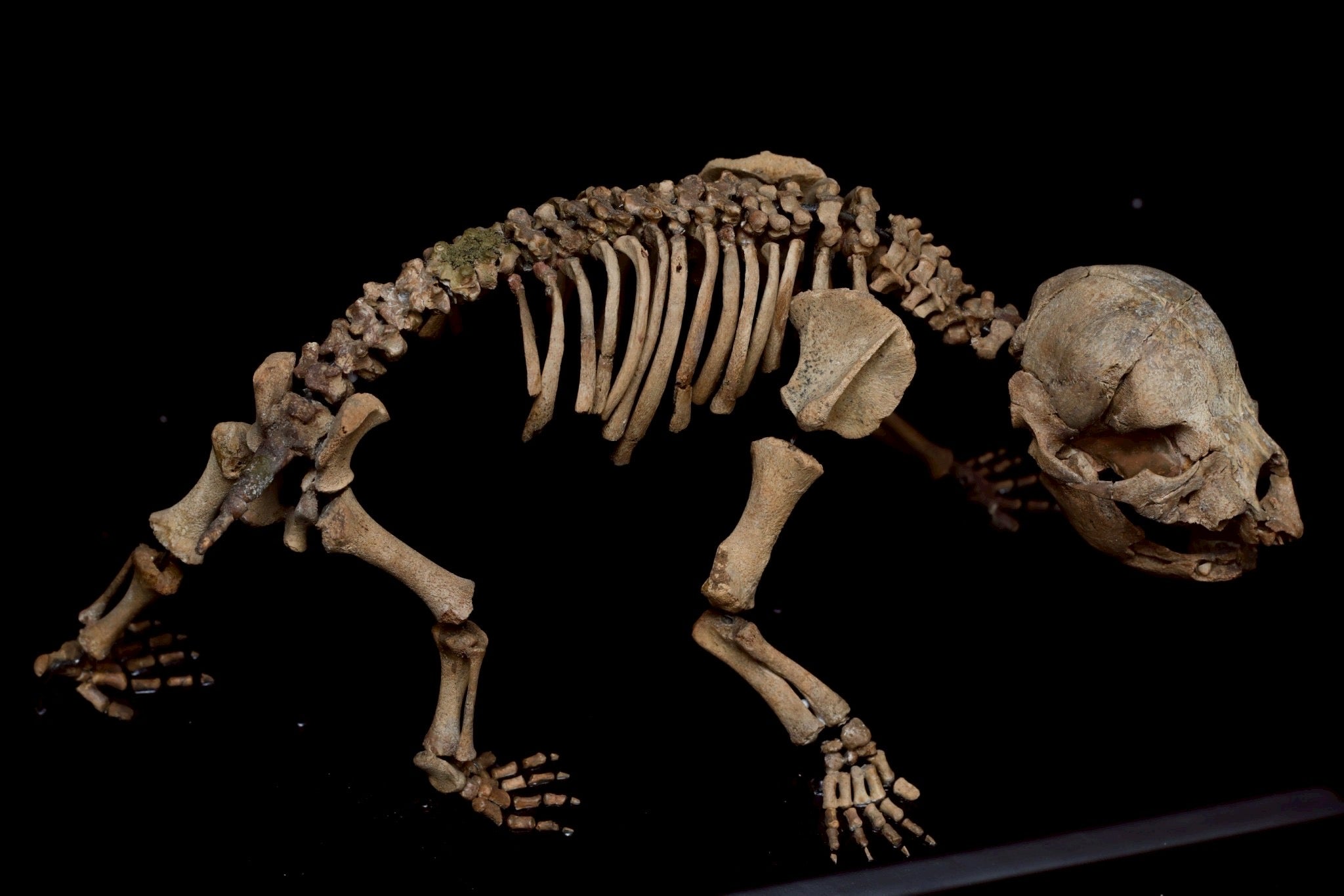 Cave Bear Cub Skeleton Fossil – Rare Ice Age Juvenile Specimen