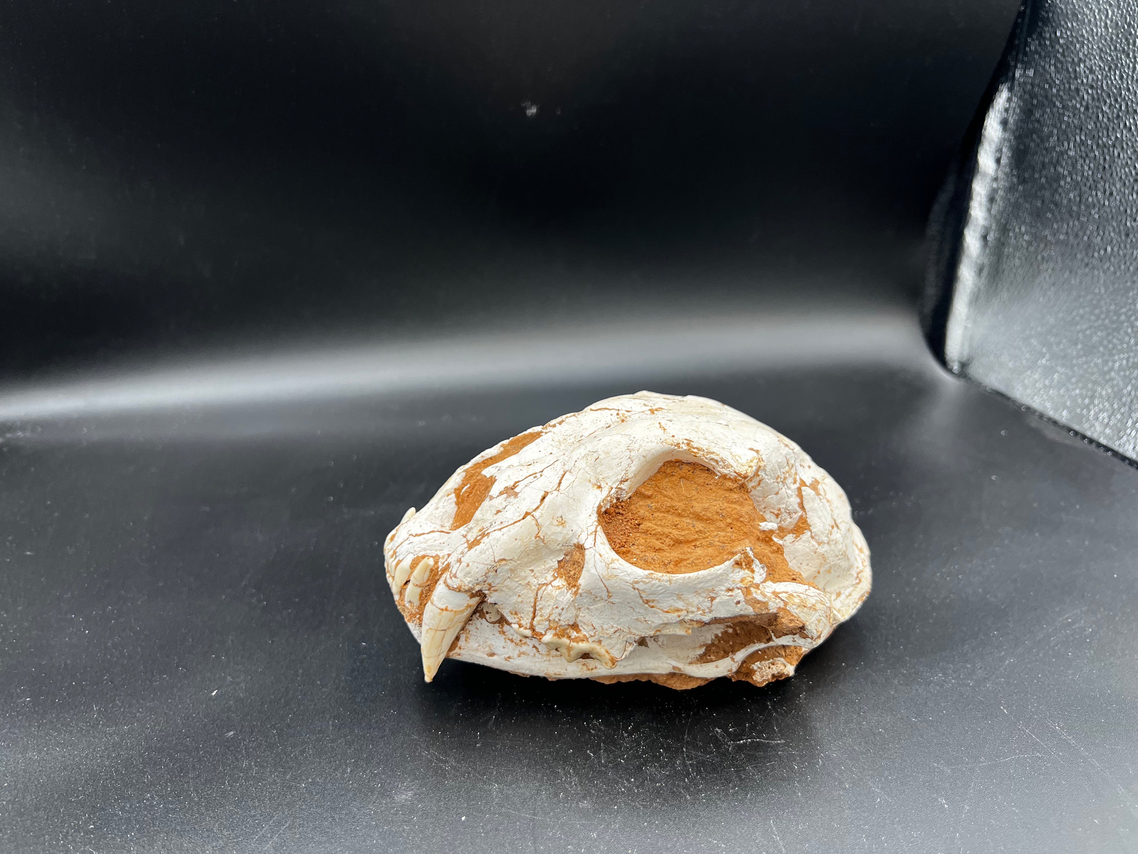 Machairodontinae Skull Fossil – Rare Pleistocene Predator