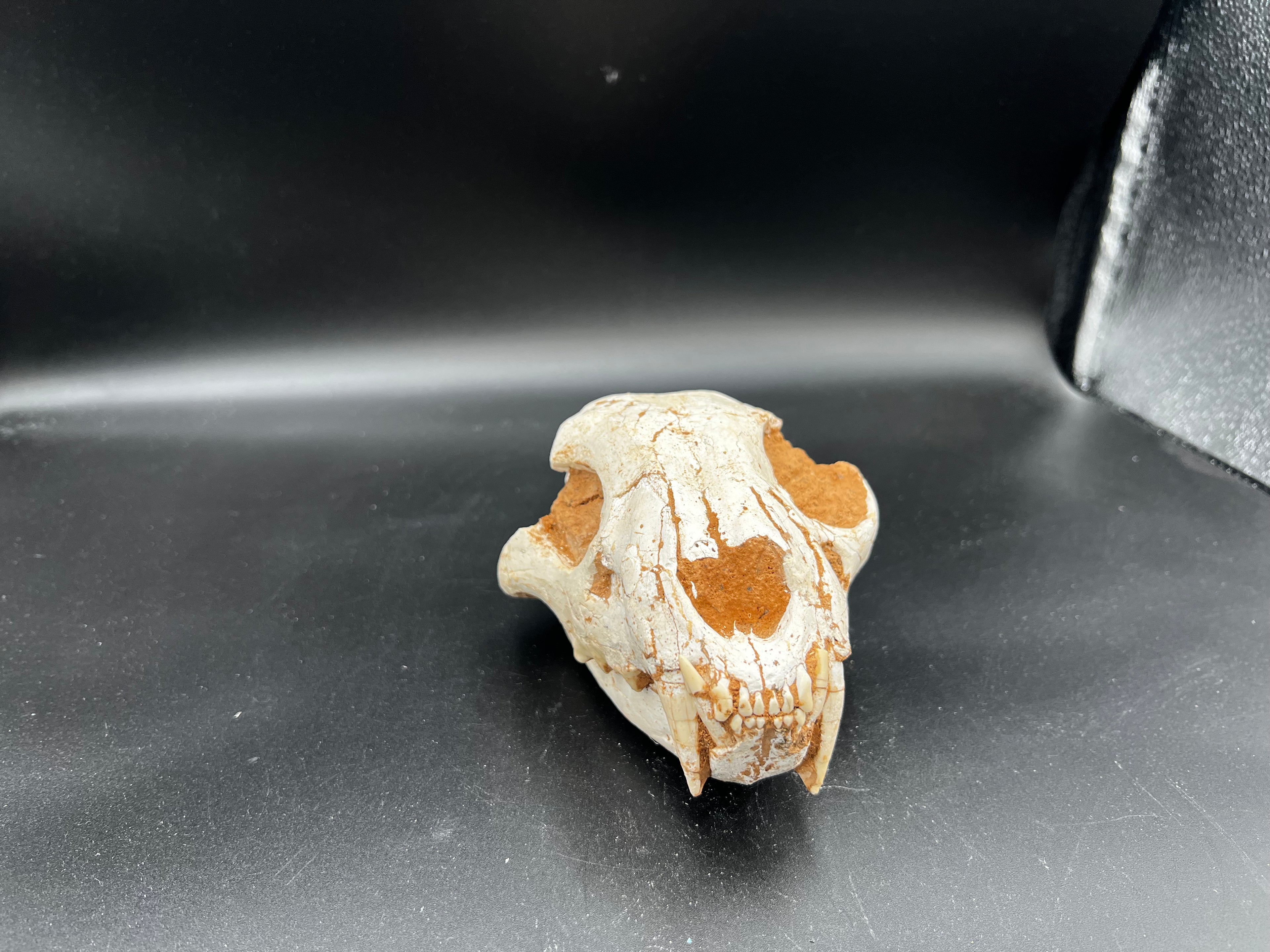 Machairodontinae Skull Fossil – Rare Pleistocene Predator
