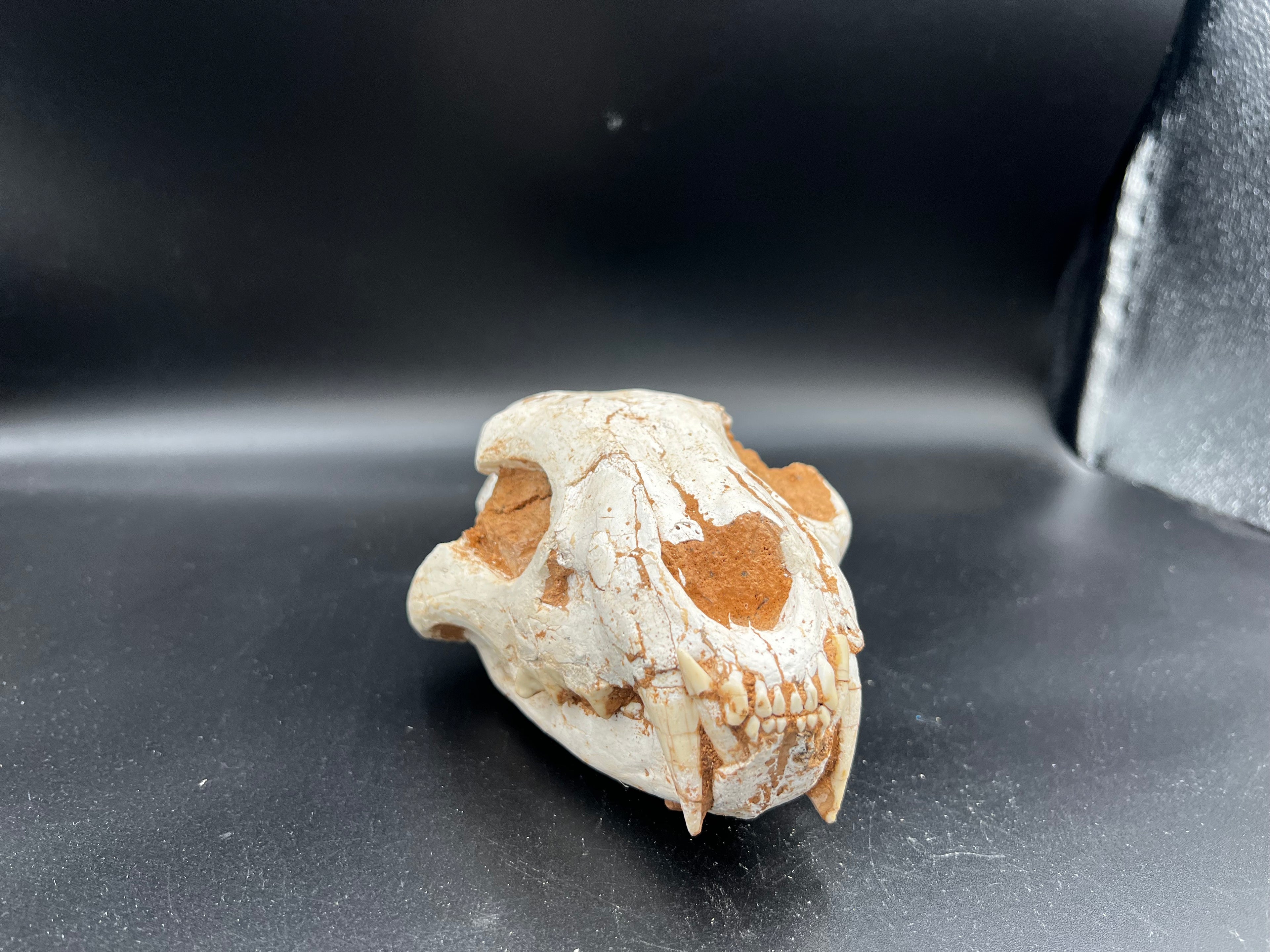 Machairodontinae Skull Fossil – Rare Pleistocene Predator