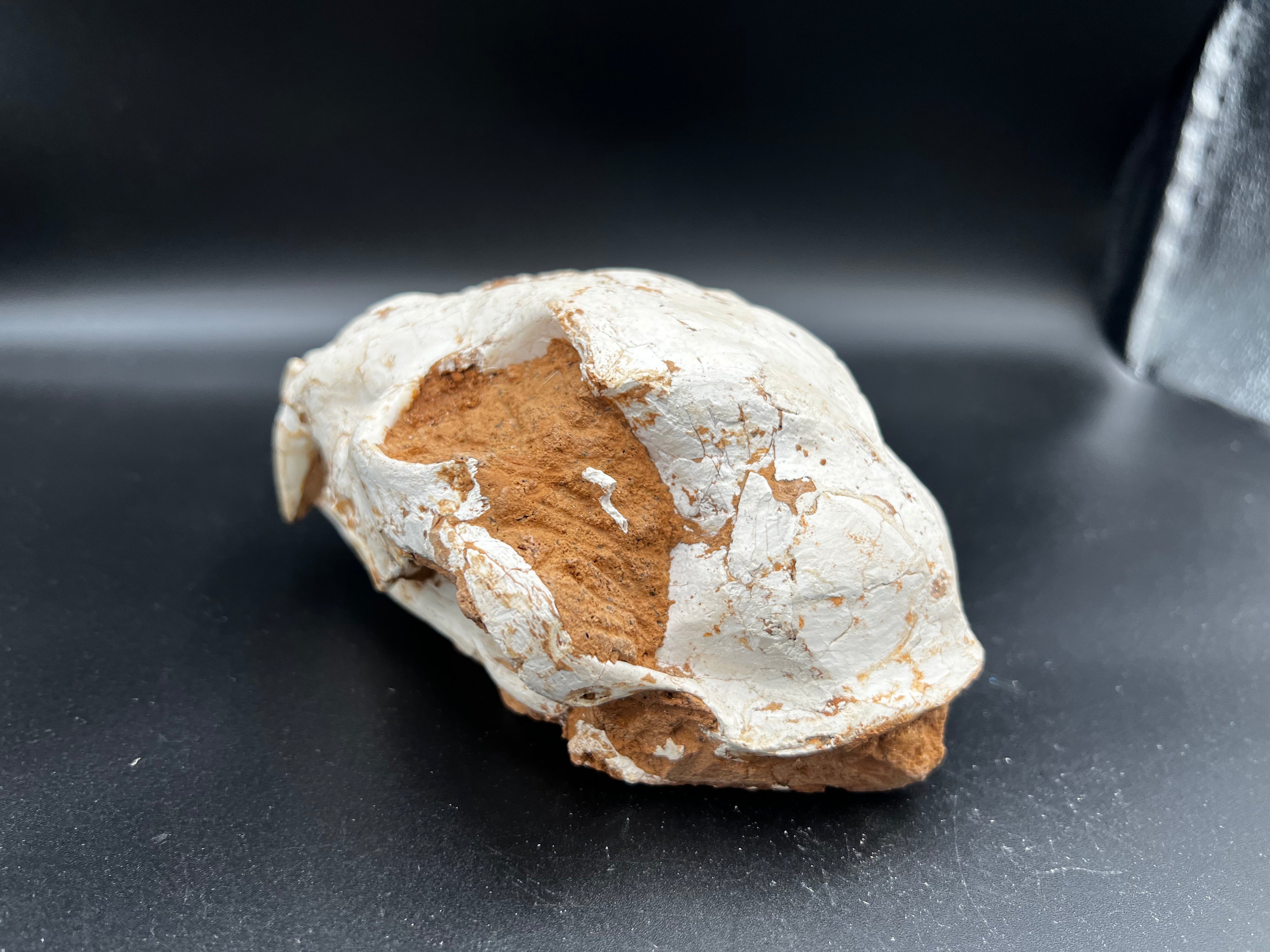 Machairodontinae Skull Fossil – Rare Pleistocene Predator