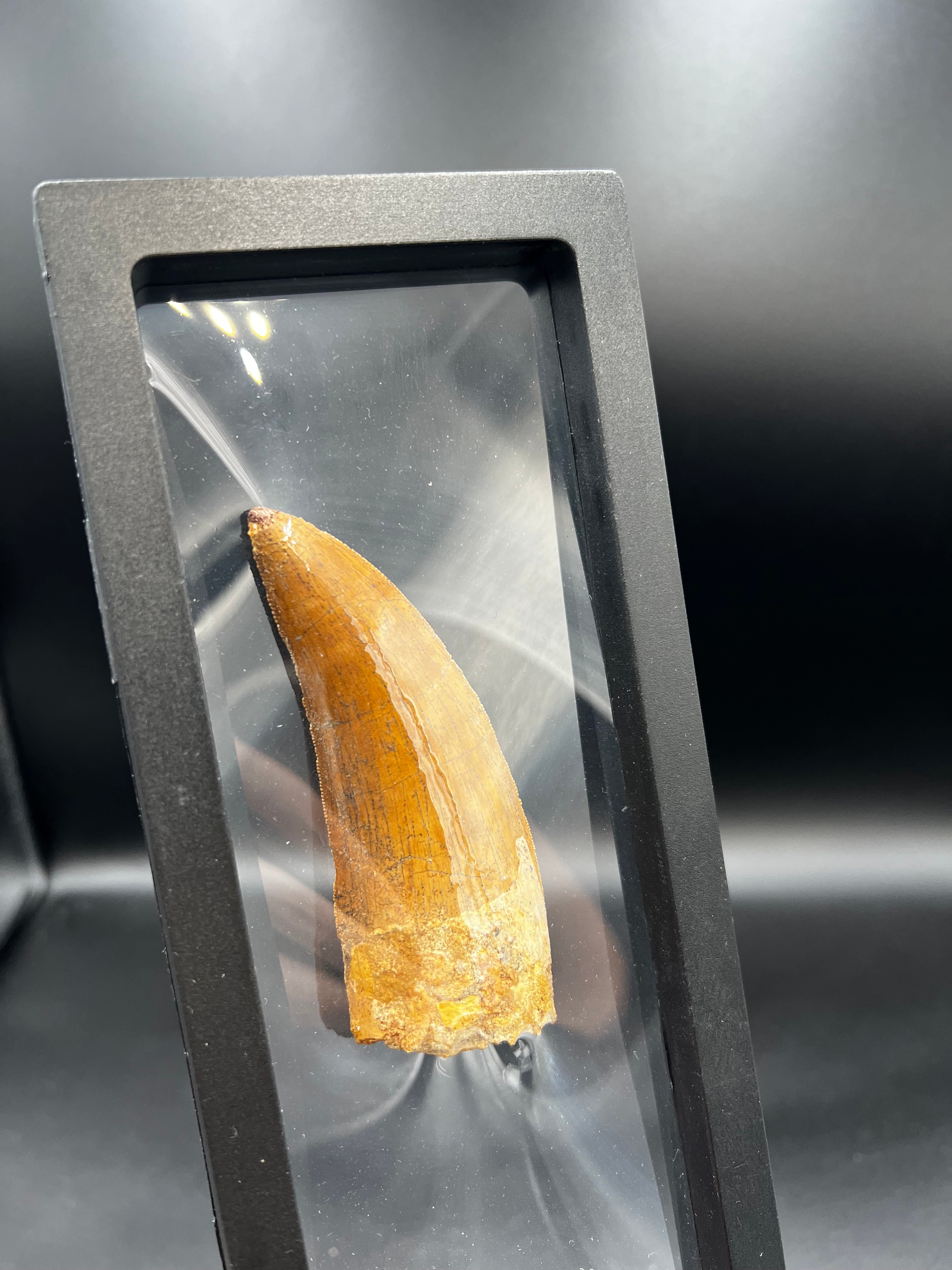 9CM - Carcharodontosaurus Tooth Fossil | Rare Dinosaur Predator Relic