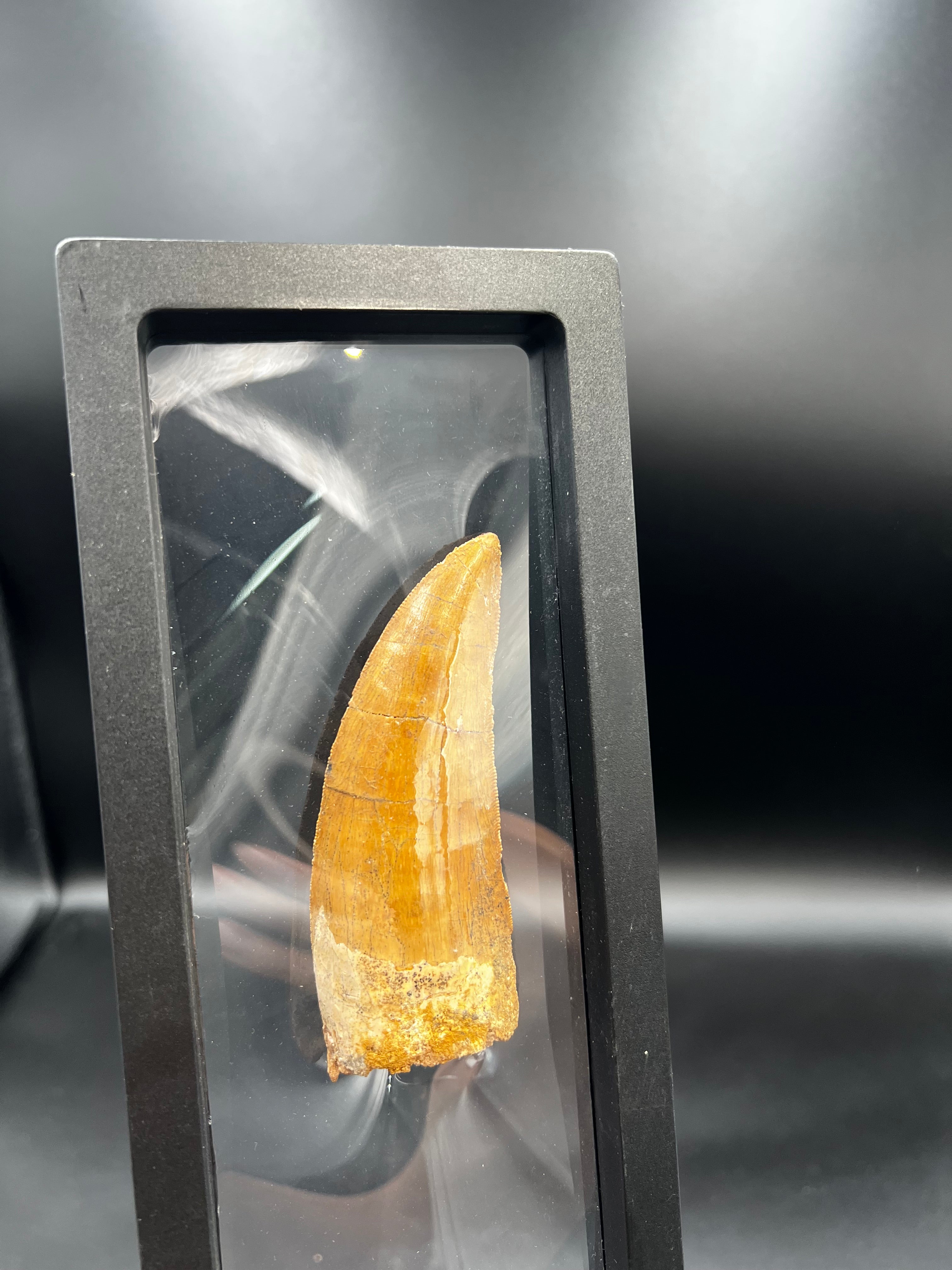 9CM - Carcharodontosaurus Tooth Fossil | Rare Dinosaur Predator Relic